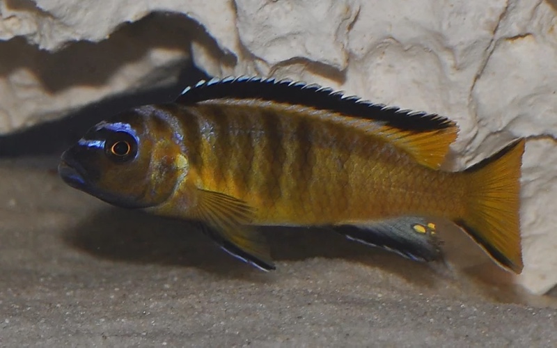 Maylandia usisyae 'Mara Rocks'